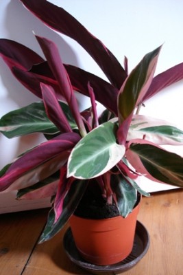Calathea triostar